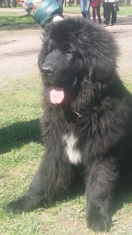 Фото: ньюфаундленд Ланкастер