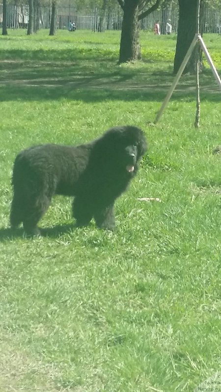 Фото: ньюфаундленд Ланкастер