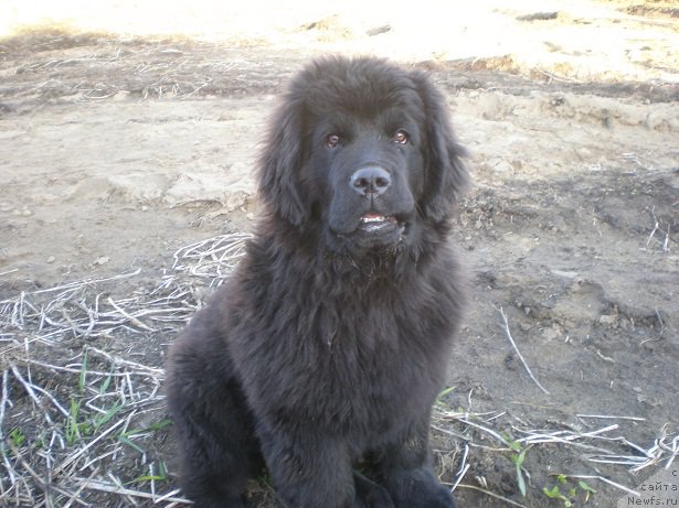 Фото: ньюфаундленд Ньюфорт Вьюга Снежная