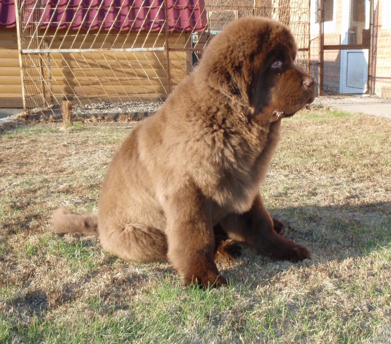 Фото: ньюфаундленд Плюшевая Панда Гиоргио Беуерлу Хиллс (Plushevaya Panda Giorgio Beuerlu Hills)