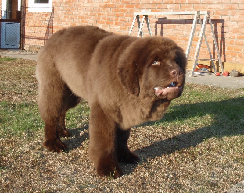 Фотография № 181510