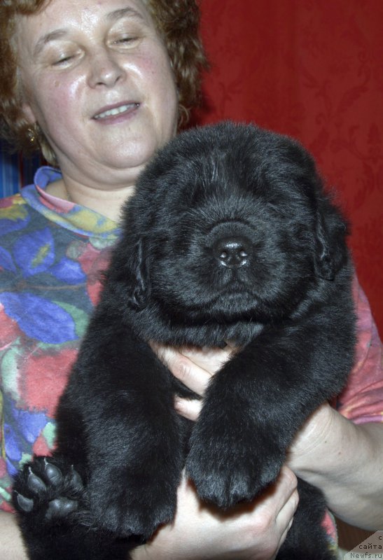 Фото: щенок кобель, ньюфаундленд Акватория Келвин Кадриль (Aquatoriya Kelvin Kadril)