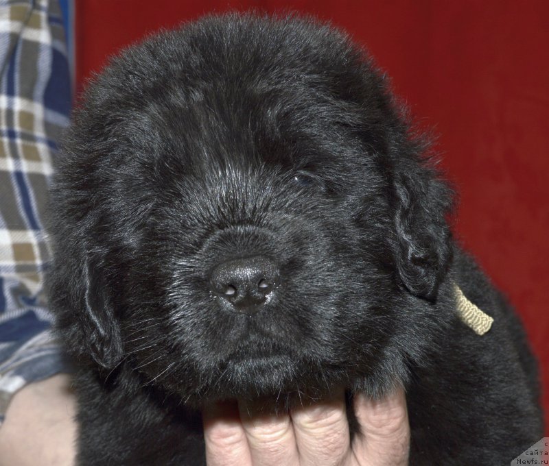 Фото: щенок кобель, ньюфаундленд Акватория Келвин Кадриль (Aquatoriya Kelvin Kadril)