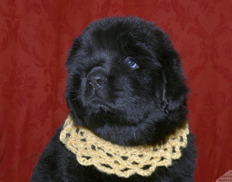 Фото: щенок сука, ньюфаундленд Акватория Келвин Кадриль (Aquatoriya Kelvin Kadril)