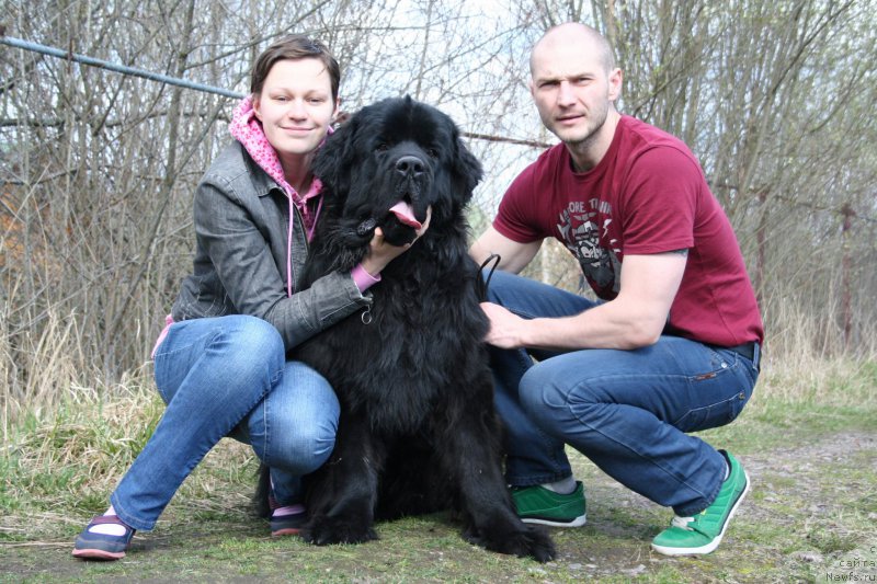 Фото: ньюфаундленд Черная Мафия Шродингер Тхеору (Chernaya Mafia Shrodinger Theory), Ольга Соболева