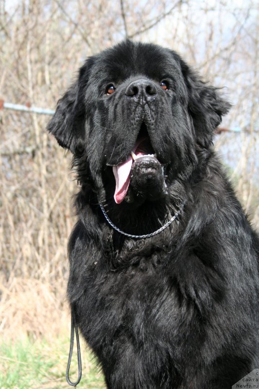 Фото: ньюфаундленд Черная Мафия Шродингер Тхеору (Chernaya Mafia Shrodinger Theory)