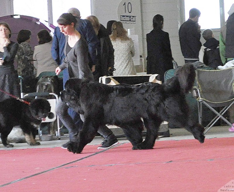 Фото: ньюфаундленд Черная Мафия Муст Хаве (Chernaya Mafia Must Have)