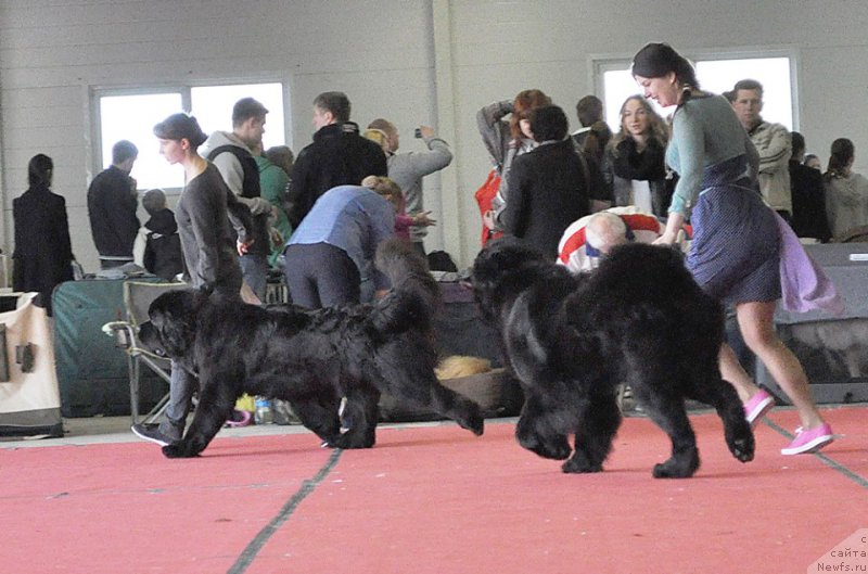 Фото: ньюфаундленд Черная Мафия Муст Хаве (Chernaya Mafia Must Have), ньюфаундленд Смигар Ливерпульский Четвертак (Smigar Liverpulsiy Chetvertak)