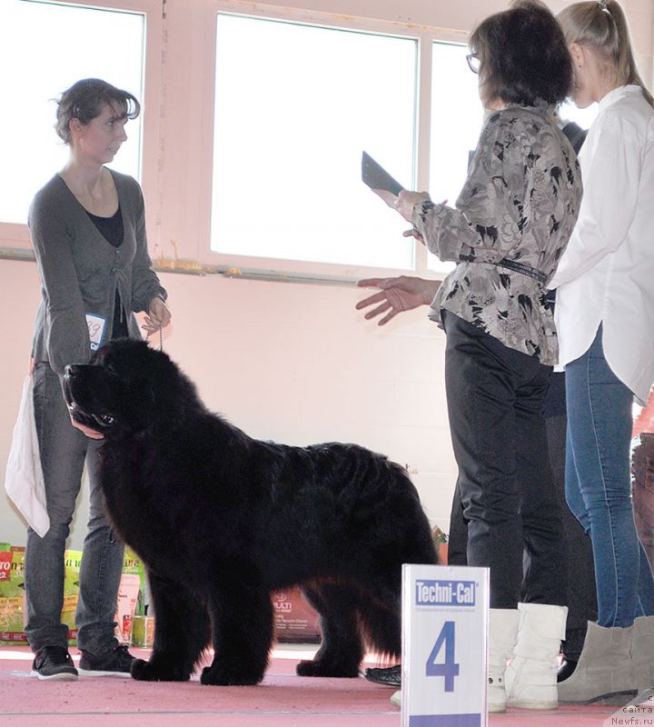 Фото: ньюфаундленд Черная Мафия Муст Хаве (Chernaya Mafia Must Have), Юлия Наумова