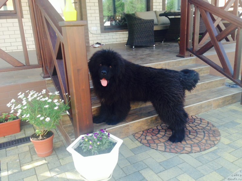 Фото: ньюфаундленд Моя Стихия Ирбис Покоритель Вершин