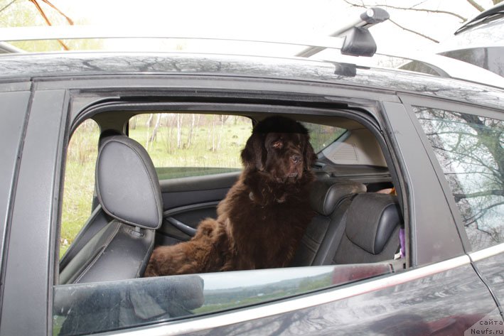 Фото: ньюфаундленд Хозяйка Дома с Берега Дона (Hozjajka Doma s Berega Dona)