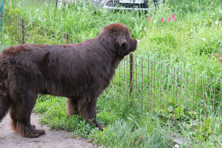 Фото: ньюфаундленд Хозяйка Дома с Берега Дона (Hozjajka Doma s Berega Dona)