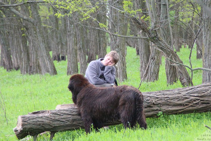 Фото: ньюфаундленд Хозяйка Дома с Берега Дона (Hozjajka Doma s Berega Dona), и, Даша