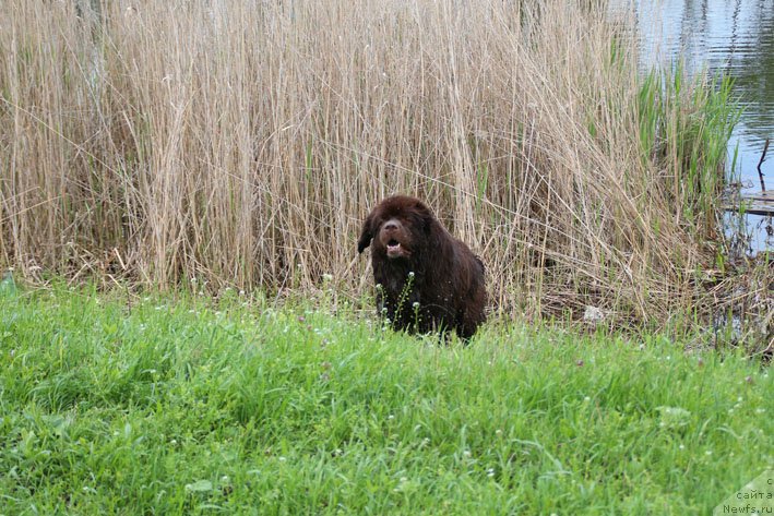 Фото: ньюфаундленд Хозяйка Дома с Берега Дона (Hozjajka Doma s Berega Dona)