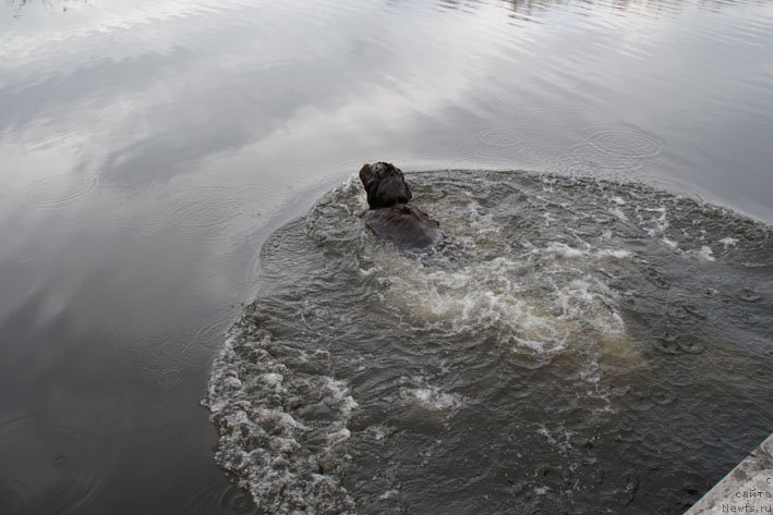 Фото: ньюфаундленд Хозяйка Дома с Берега Дона (Hozjajka Doma s Berega Dona)