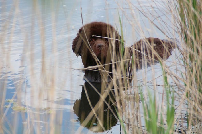 Фото: ньюфаундленд Хозяйка Дома с Берега Дона (Hozjajka Doma s Berega Dona)