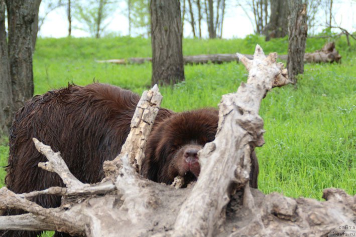 Фото: ньюфаундленд Хозяйка Дома с Берега Дона (Hozjajka Doma s Berega Dona)