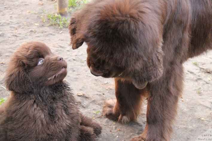 Фото: ньюфаундленд Ерошка с Берега Дона (Eroshka s Berega Dona), ньюфаундленд Хозяйка Дома с Берега Дона (Hozjajka Doma s Berega Dona)