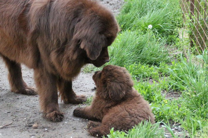 Фото: ньюфаундленд Хозяйка Дома с Берега Дона (Hozjajka Doma s Berega Dona), ньюфаундленд Ерошка с Берега Дона (Eroshka s Berega Dona)