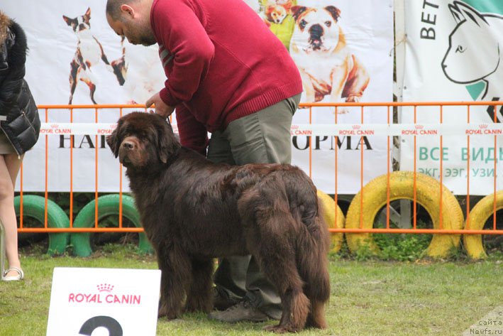 Фото: ньюфаундленд Хозяйка Дома с Берега Дона (Hozjajka Doma s Berega Dona)