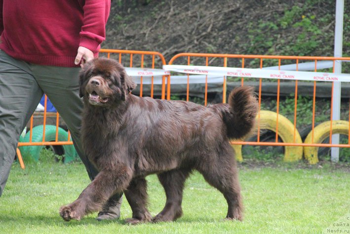 Фото: ньюфаундленд Хозяйка Дома с Берега Дона (Hozjajka Doma s Berega Dona)