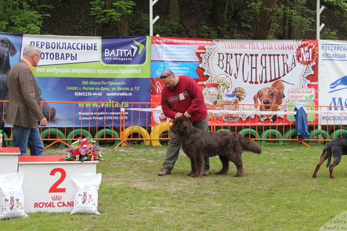 Фото: ньюфаундленд Хозяйка Дома с Берега Дона (Hozjajka Doma s Berega Dona)