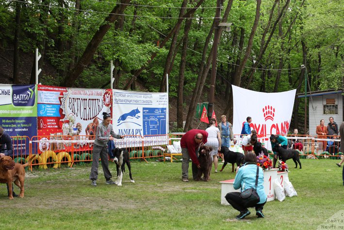 Фото: ньюфаундленд Хозяйка Дома с Берега Дона (Hozjajka Doma s Berega Dona)