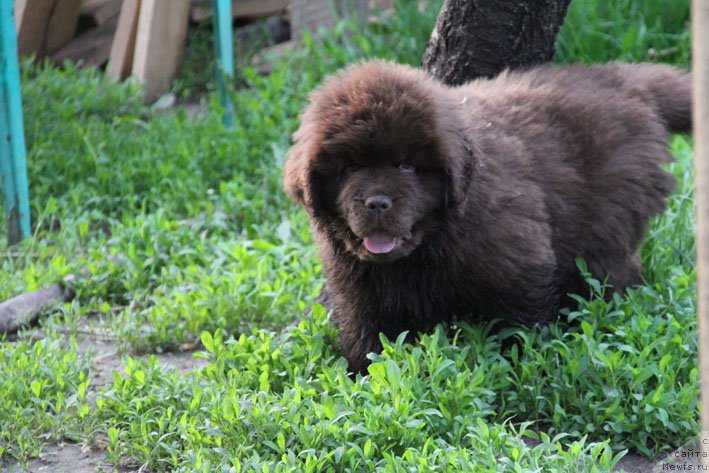 Фото: ньюфаундленд Ерошка с Берега Дона (Eroshka s Berega Dona)