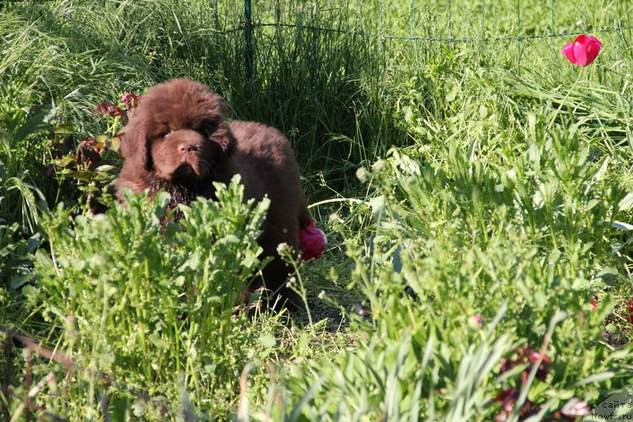 Фото: ньюфаундленд Ерошка с Берега Дона (Eroshka s Berega Dona)