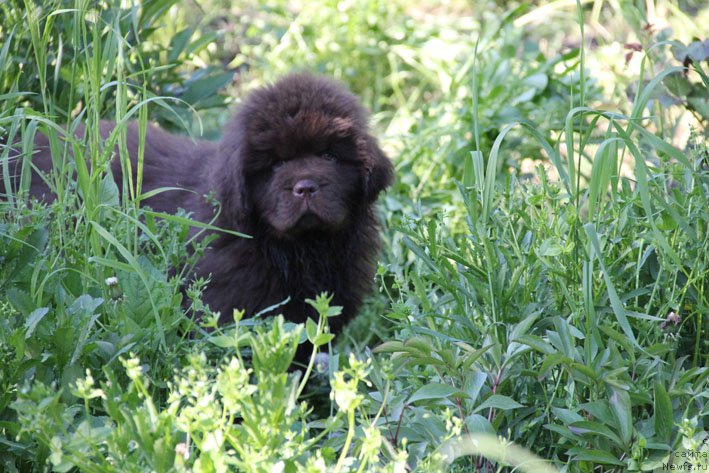 Фото: ньюфаундленд Ерошка с Берега Дона (Eroshka s Berega Dona)