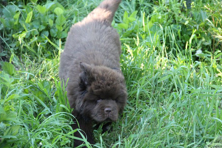 Фото: ньюфаундленд Ерошка с Берега Дона (Eroshka s Berega Dona)