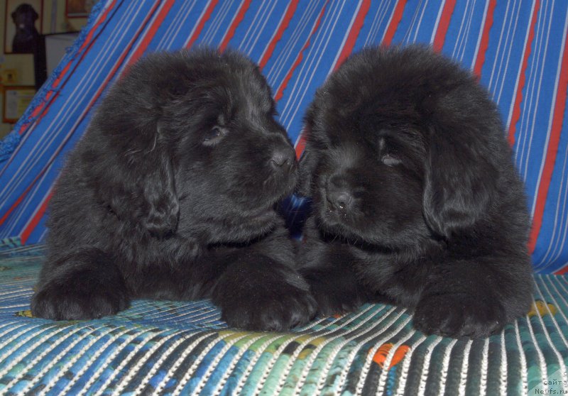 Фото: щенки, ньюфаундленд Акватория Келвин Кадриль (Aquatoriya Kelvin Kadril)