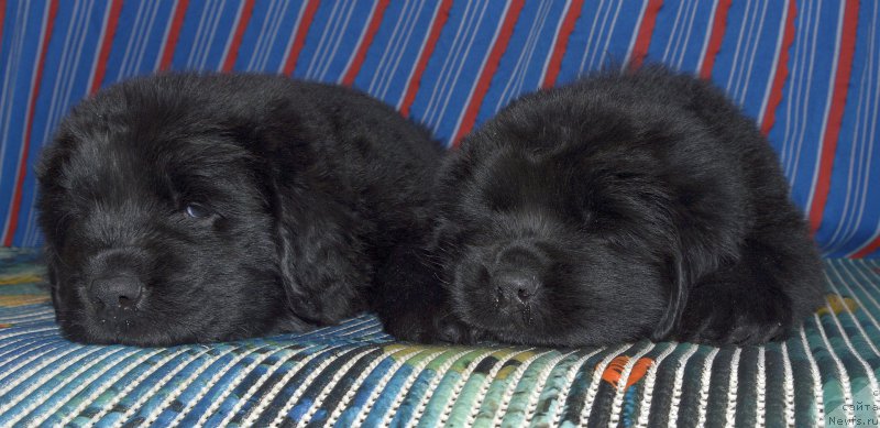 Фото: щенки, ньюфаундленд Акватория Келвин Кадриль (Aquatoriya Kelvin Kadril)