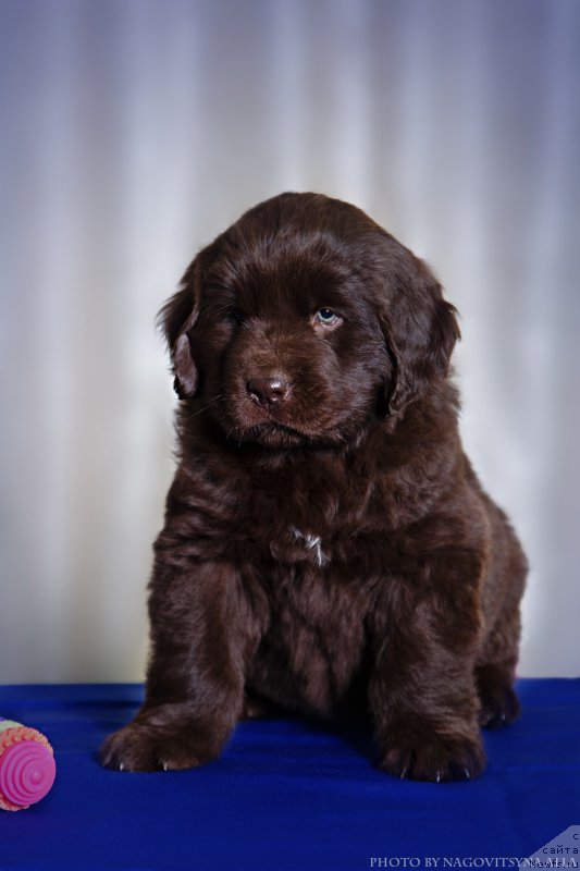 Фото: ньюфаундленд Нежданная Награда (Nezhdannaya Nagrada)