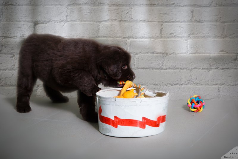 Фото: ньюфаундленд Нежданная Награда (Nezhdannaya Nagrada)