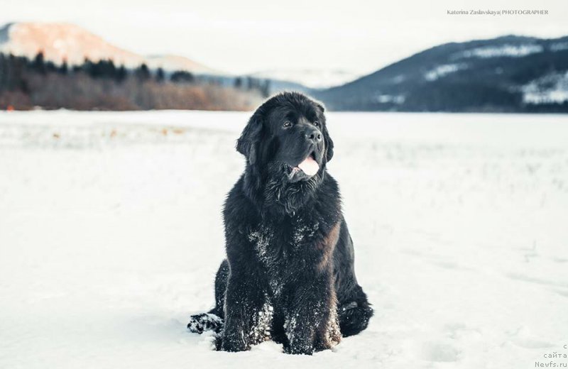 Фотография № 181571