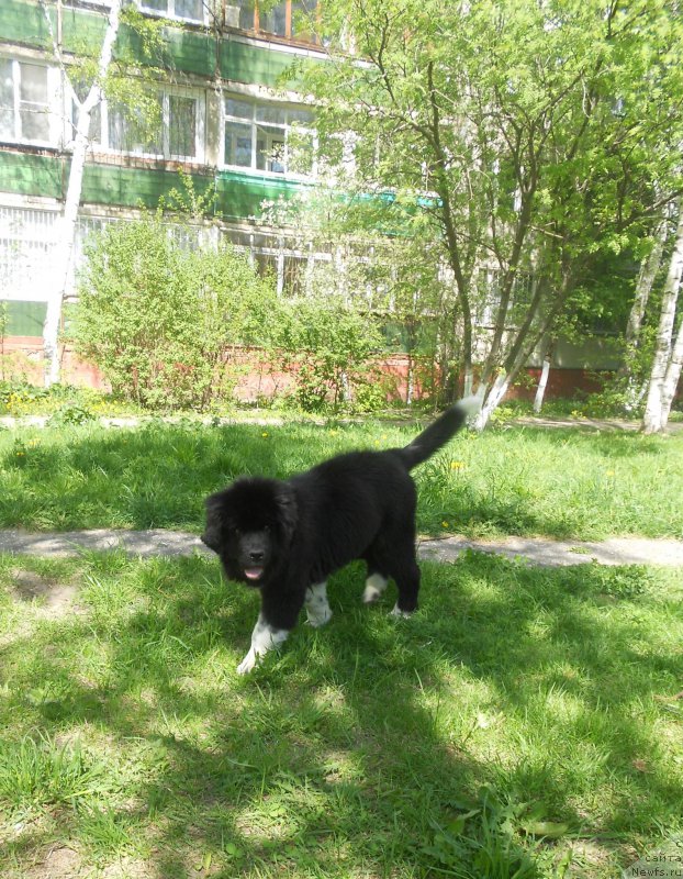 Фото: ньюфаундленд Fabian de Lange Super Mishka