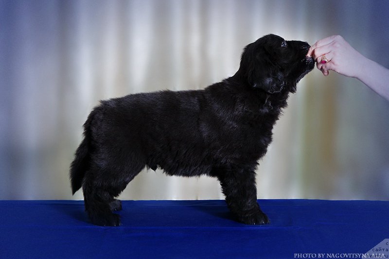 Фото: ньюфаундленд Наследник Империи