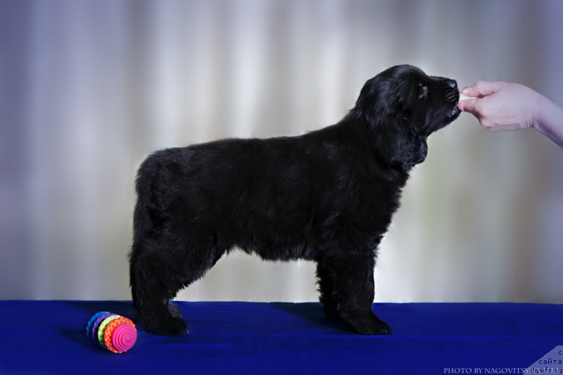 Фото: ньюфаундленд Навеки Ваша