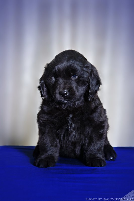 Фото: ньюфаундленд Навеки Ваша