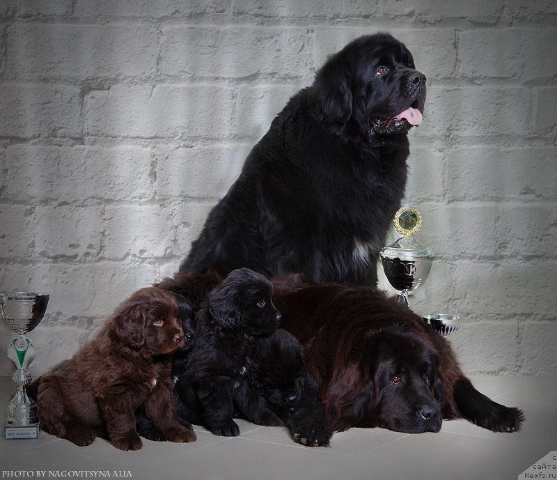 Фото: ньюфаундленд На Гребне Волны Королевский Сын, ньюфаундленд Александрия Моя Радость, ньюфаундленд Нежданная Награда (Nezhdannaya Nagrada), ньюфаундленд Навеки Ваша, ньюфаундленд Нарядная Леди, ньюфаундленд Наследник Империи