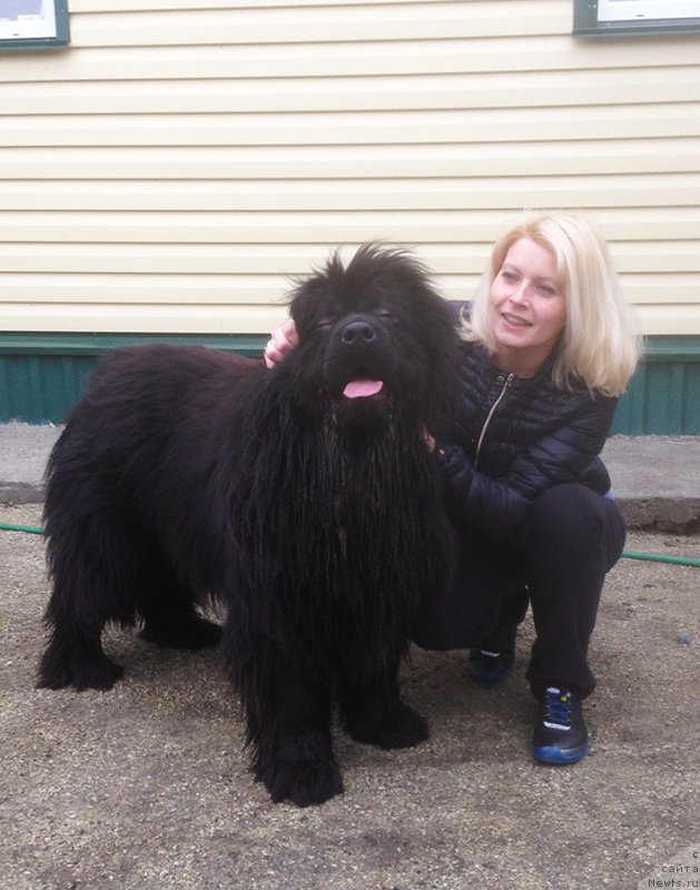 Фото: Дочь, ньюфаундленд Маг Исполин Император, и, ньюфаундленд Камелита Асти