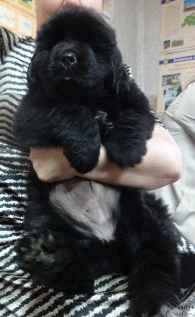 Фото: Тори, ньюфаундленд Ньюфорт Черника Леди