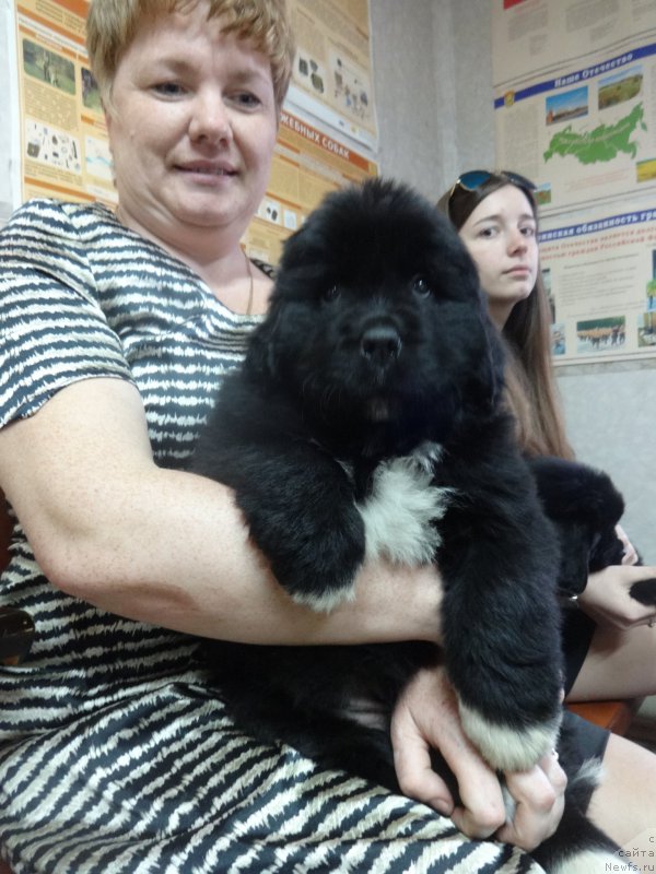 Фото: Лиза, ньюфаундленд Ньюфорт Черника Леди