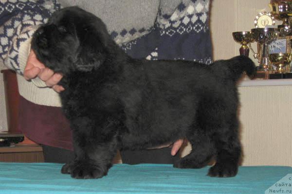 Фото: ньюфаундленд Искренний Друг с Берега Дона (Iskrenniy Drug s Berega Dona)