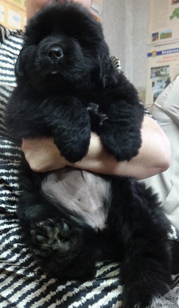 Фото: ньюфаундленд Ньюфорт Черника Леди