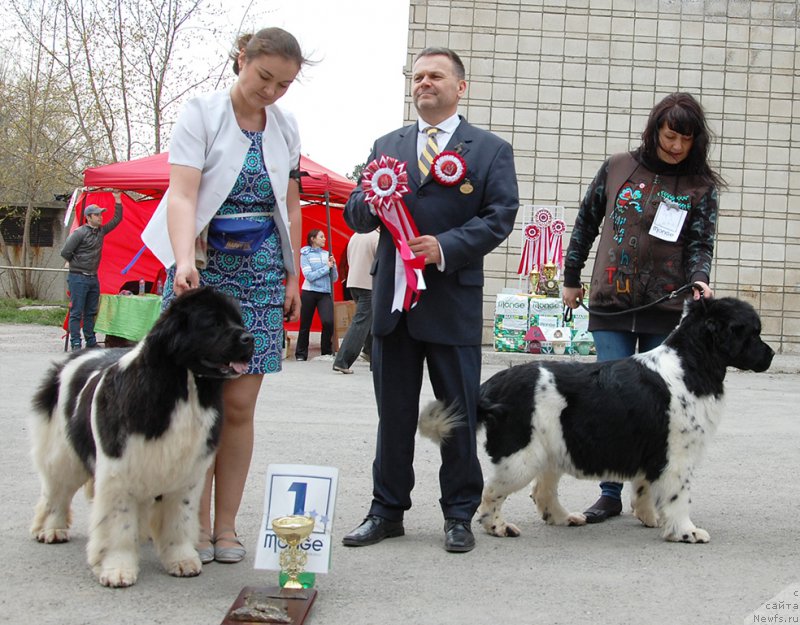 Фото: ньюфаундленд Аквиан Сонг Кисс Фром Роуз (Akvian Song Kiss from Rouz), ньюфаундленд Фиаметтахауз Мартини Бьянка (Fiamettahauz Martini Bianka)