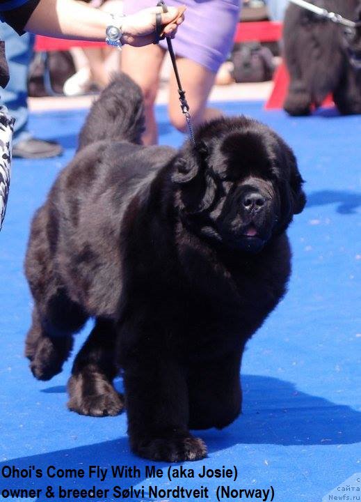 Фото: ньюфаундленд Ohoi's Come Fly With Me