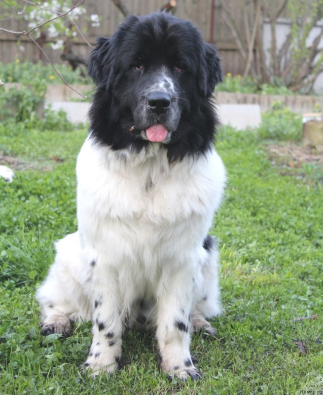 Фото: ньюфаундленд Сент Джонс Исида