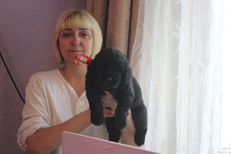 Фото: ньюфаундленд Азартный Игрок